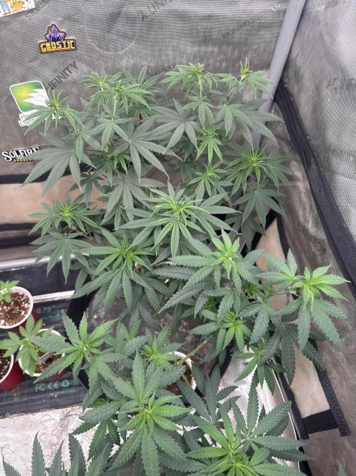 Lungbuster (time to bust in them lungs). Week 10