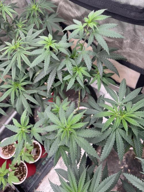 Lungbuster (time to bust in them lungs). Week 10