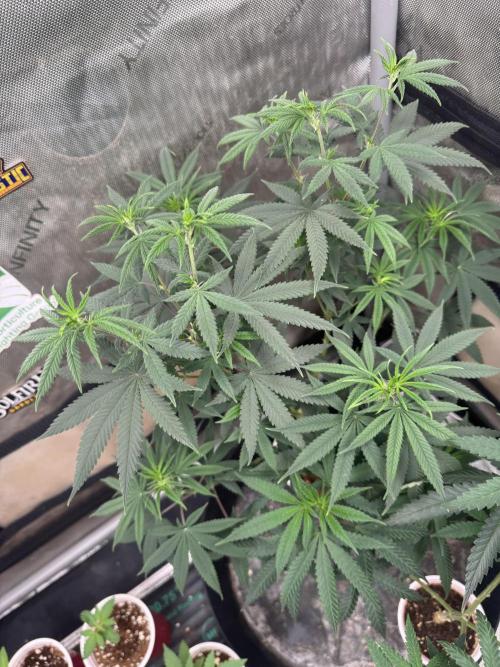 Lungbuster (time to bust in them lungs). Week 10