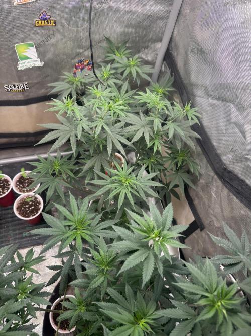 Lungbuster (time to bust in them lungs). Week 10