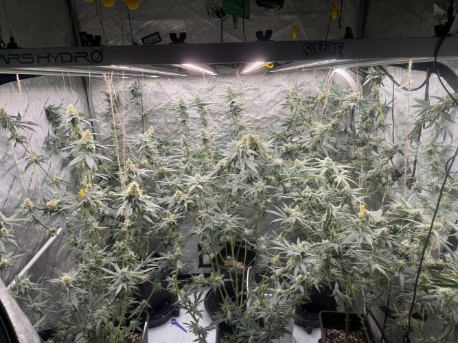 Melon Maki Watermelon Gelato x BlueZushi. Week 14
