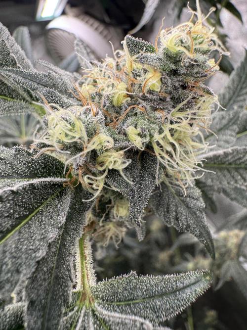 Melon Maki Watermelon Gelato x BlueZushi. Week 14