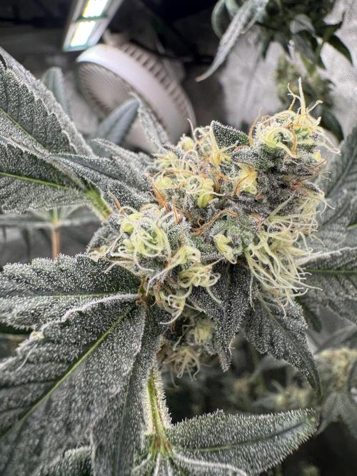 Melon Maki Watermelon Gelato x BlueZushi. Week 14