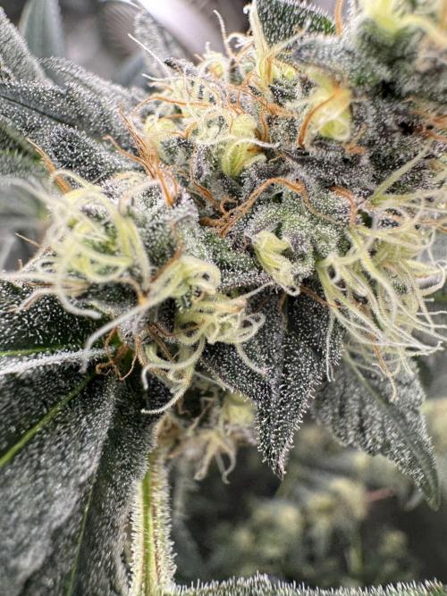 Melon Maki Watermelon Gelato x BlueZushi. Week 14