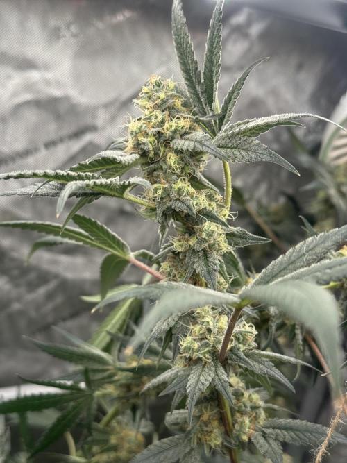 Melon Maki Watermelon Gelato x BlueZushi. Week 14