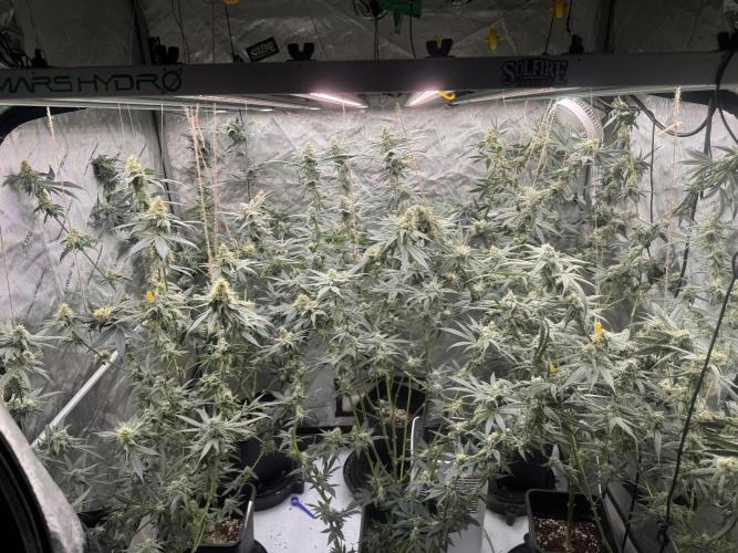 Terpgasm. Week 14