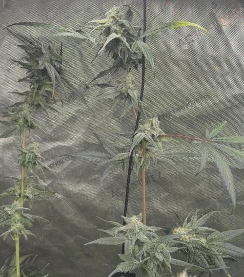 Red Hot Violet. Week 15