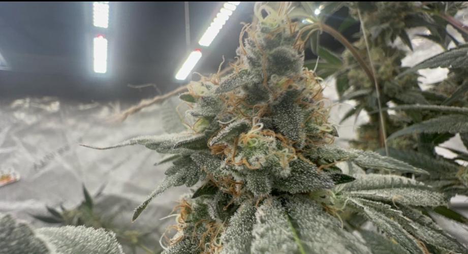 Melon Maki Watermelon Gelato x BlueZushi. Week 15