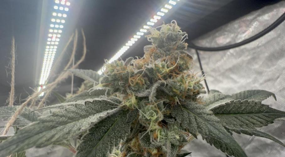 Melon Maki Watermelon Gelato x BlueZushi. Week 15