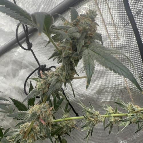Melon Maki Watermelon Gelato x BlueZushi. Week 15