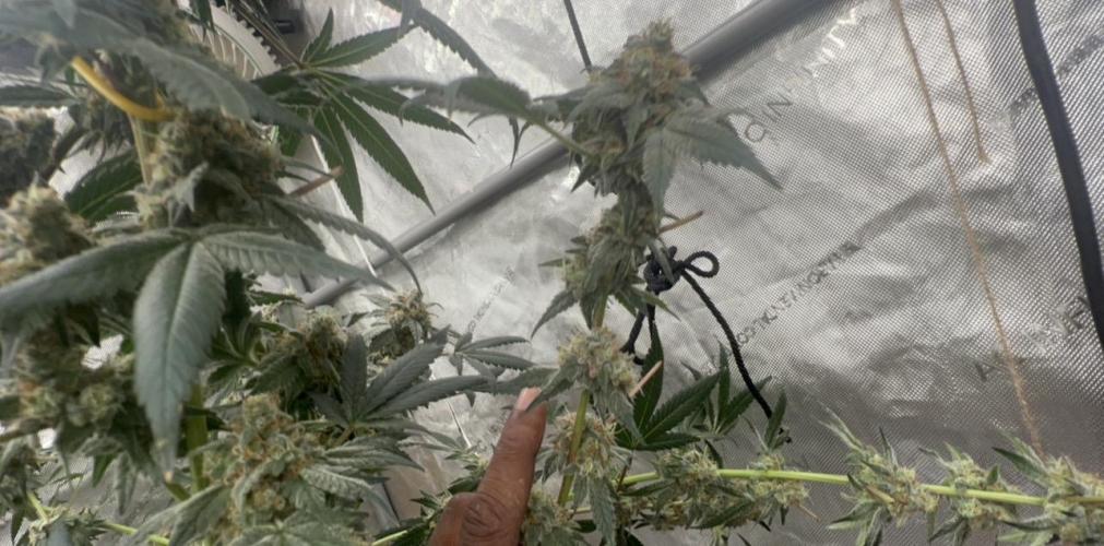 Melon Maki. Week 15