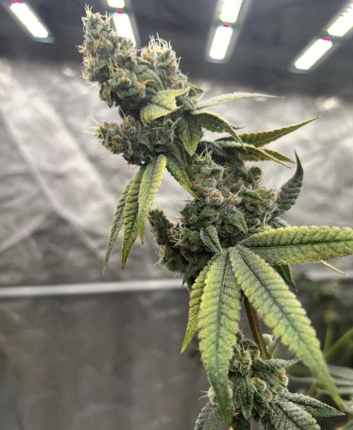 Trap God Solfire. Week 16