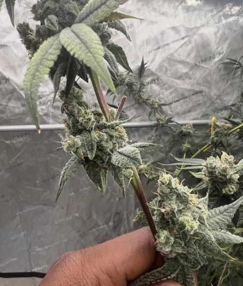 Trap God Solfire. Week 16