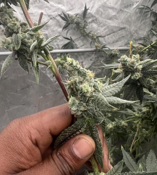 Trap God Solfire. Week 16