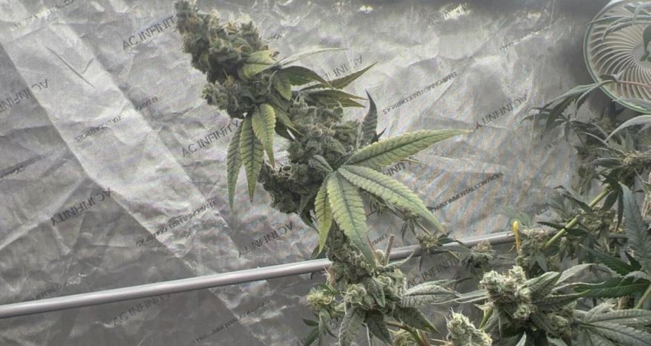 Trap God Solfire. Week 16
