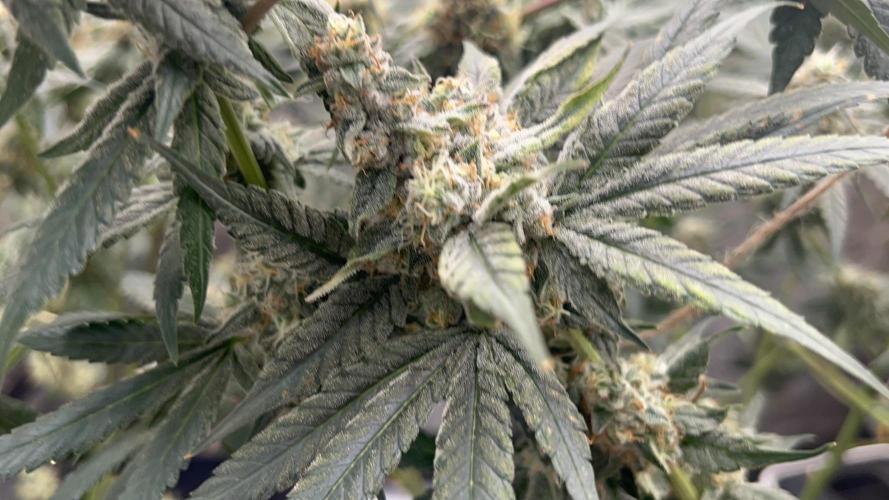 Terpgasm No Orgasm just Mutation GASM. Week 15
