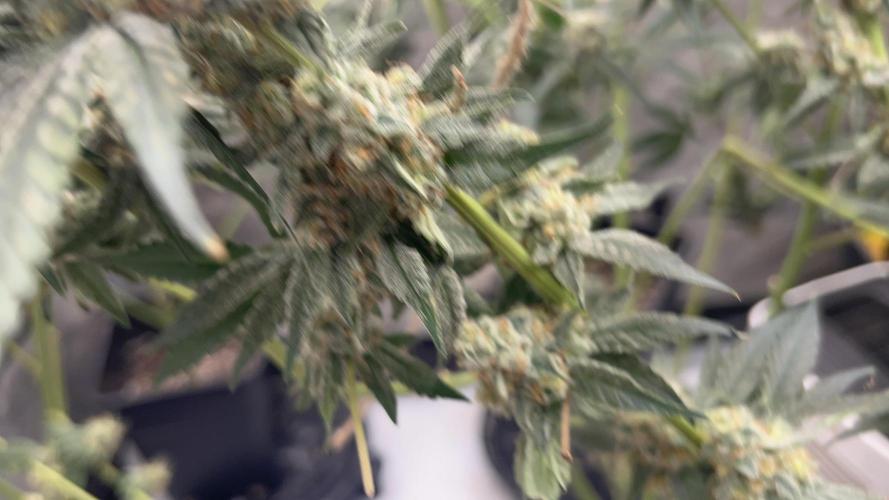 Terpgasm No Orgasm just Mutation GASM. Week 15