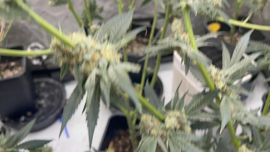 Terpgasm No Orgasm just Mutation GASM. Week 15