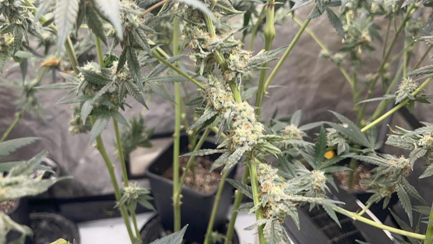 Terpgasm No Orgasm just Mutation GASM. Week 15