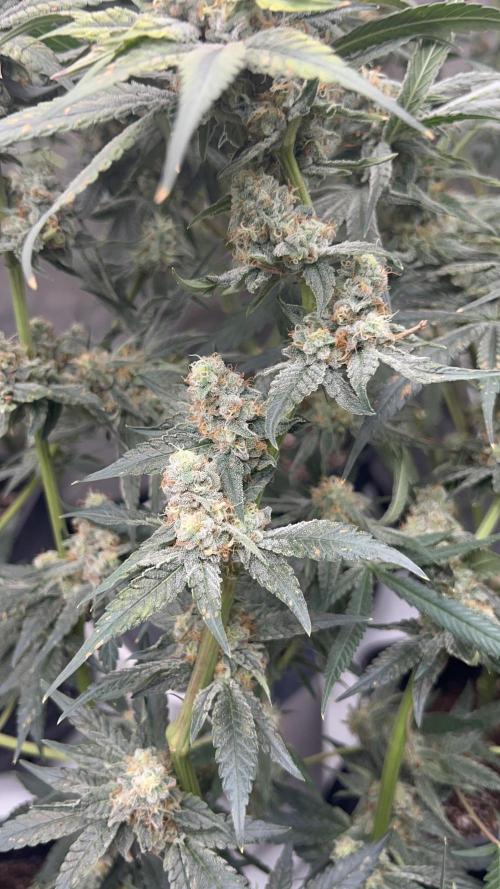 Terpgasm No Orgasm just Mutation GASM. Week 15