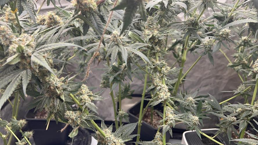 Terpgasm No Orgasm just Mutation GASM. Week 15