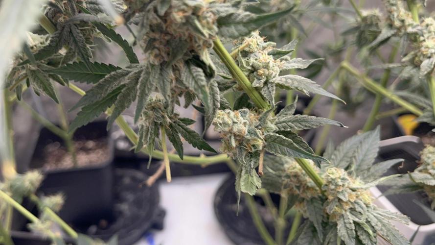 Terpgasm No Orgasm just Mutation GASM. Week 15