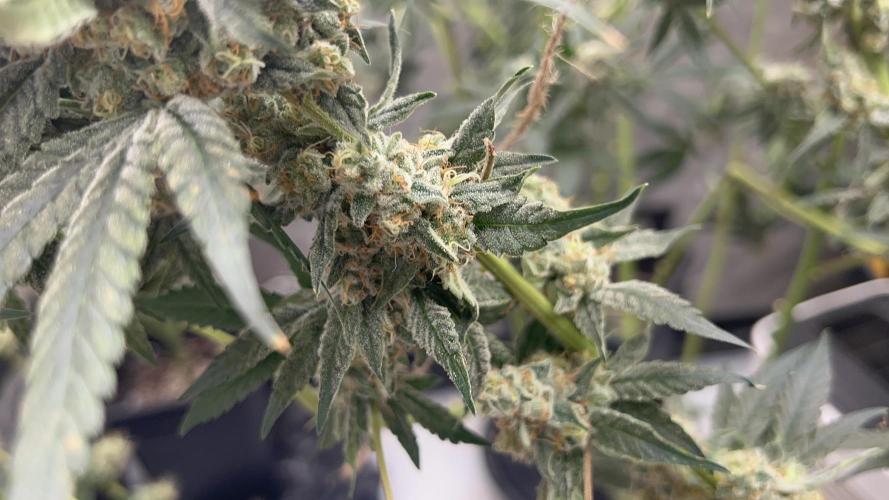 Terpgasm No Orgasm just Mutation GASM. Week 15
