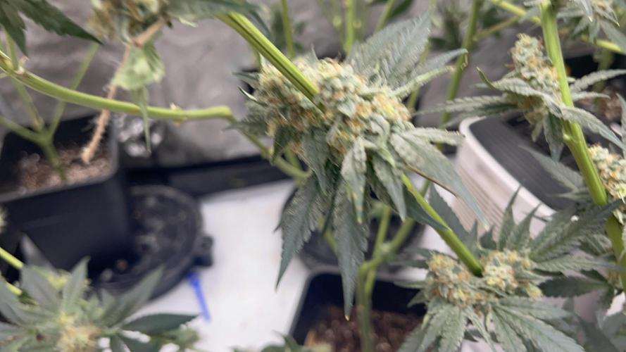 Terpgasm No Orgasm just Mutation GASM. Week 15