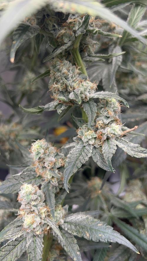 Terpgasm No Orgasm just Mutation GASM. Week 15