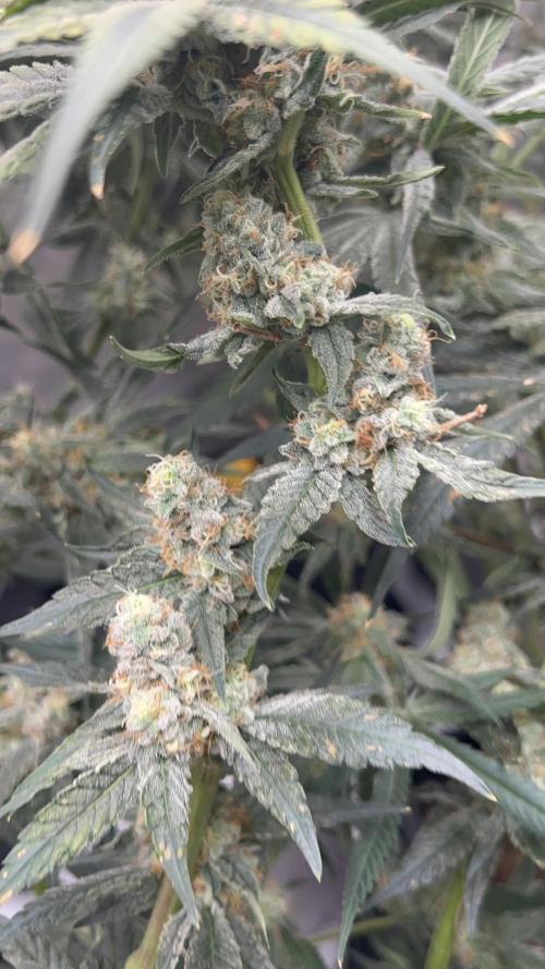 Terpgasm No Orgasm just Mutation GASM. Week 15