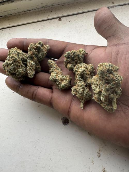 Terpgasm No Orgasm just Mutation GASM. Week 15