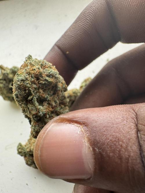 Terpgasm No Orgasm just Mutation GASM. Week 15
