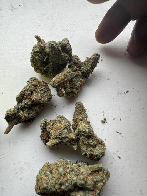 Terpgasm No Orgasm just Mutation GASM. Week 15