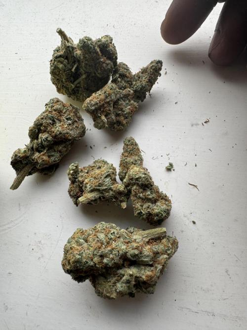Terpgasm No Orgasm just Mutation GASM. Week 15