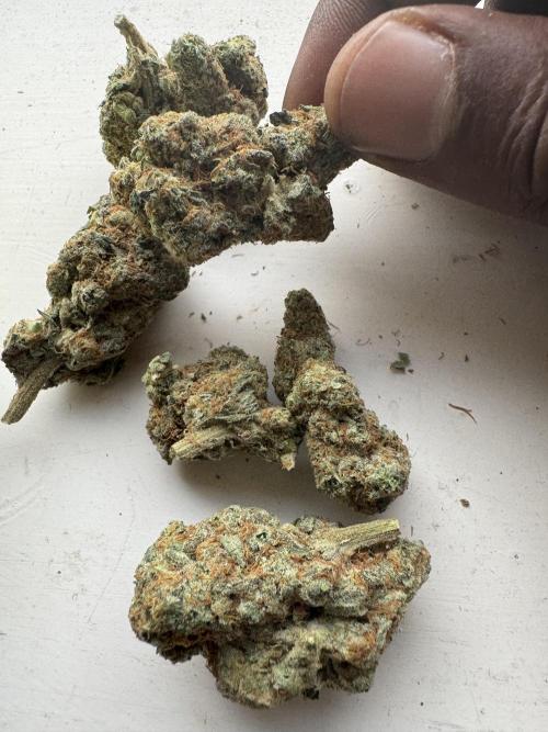Terpgasm No Orgasm just Mutation GASM. Week 15