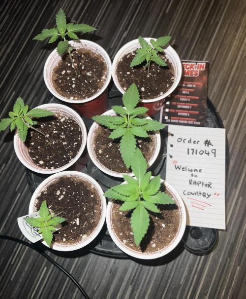 Red raptor. Week 2