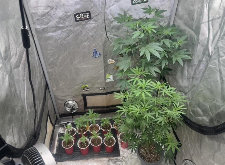 Lungbuster (time to bust in them lungs). Week 14