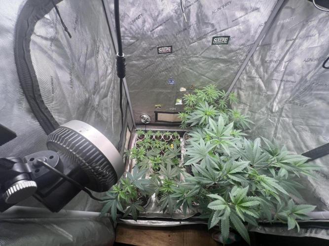 Lung Buster. Week 14