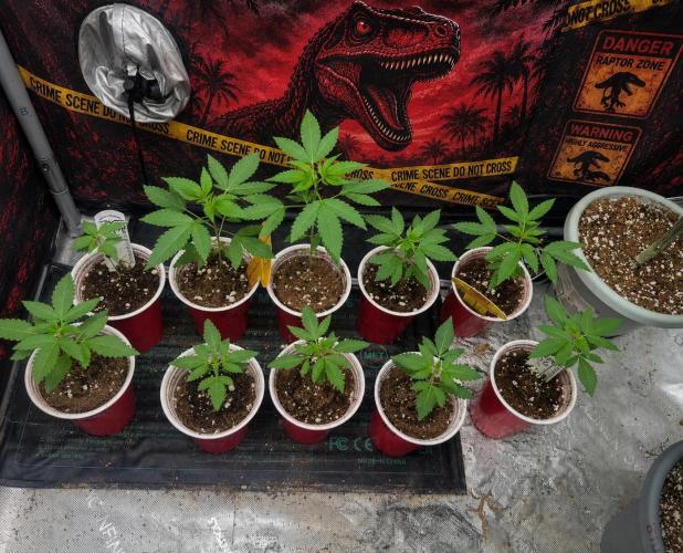red raptor. Week 2