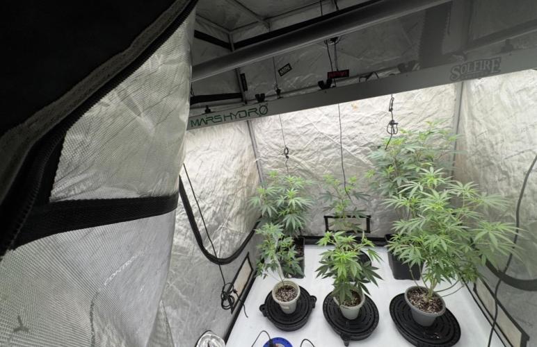 Blue Dream. Week 15