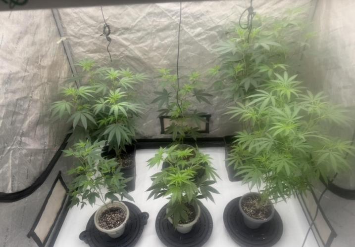 Blue Dream. Week 15