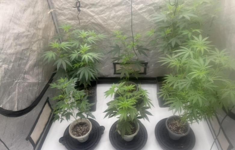 Blue Dream. Week 15