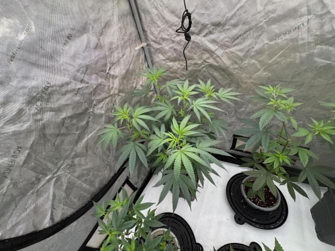 Lungbuster (time to bust in them lungs). Week 15