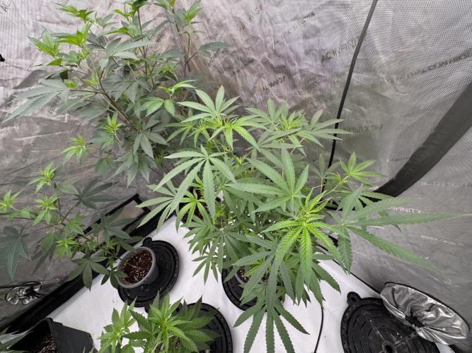 Blue Dream. Week 15