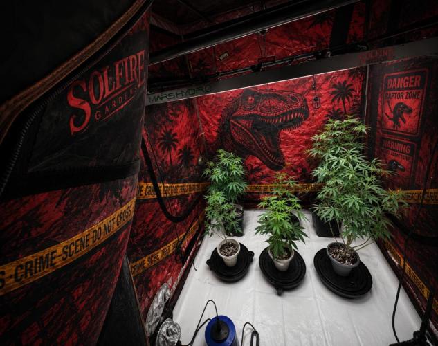 Blue Dream. Week 15