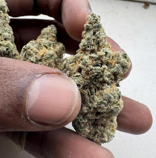 Square One Genetics – Chemferno. Week 19