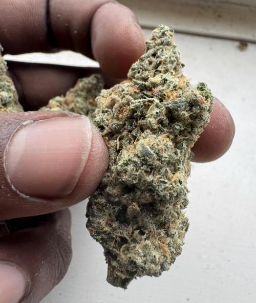 Square One Genetics – Chemferno. Week 19