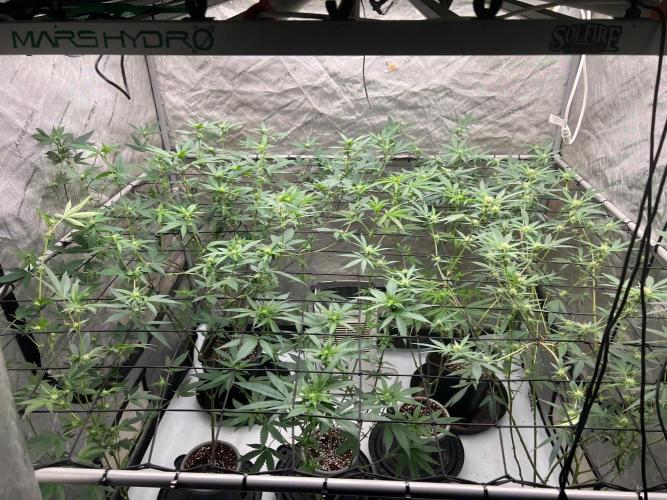 Blue Dream. Week 16