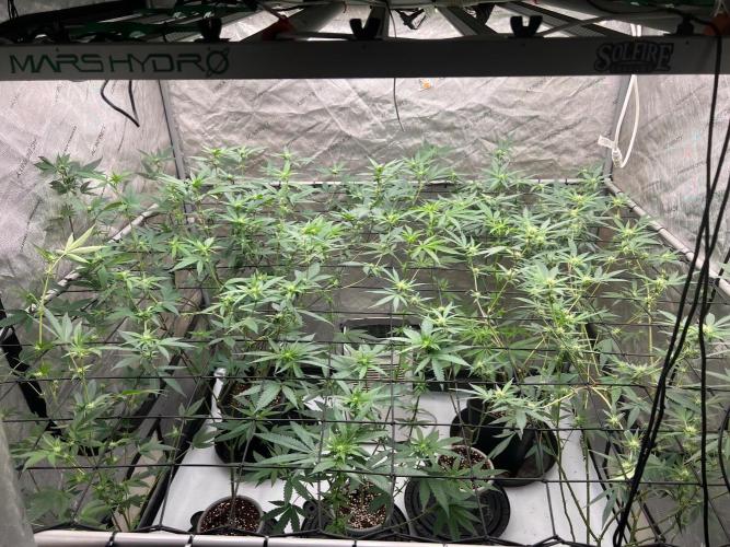 Blue Dream. Week 16