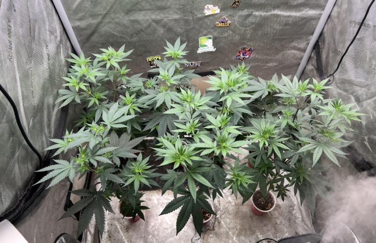 red raptor. Week 7